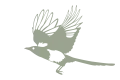 Magpie